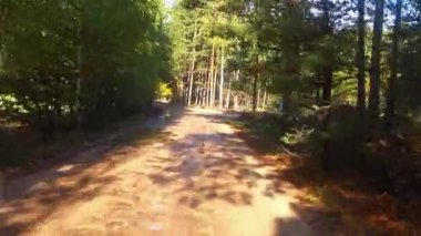 Güneşli kır yolu boyunca giden araba. Pov araba şutu.