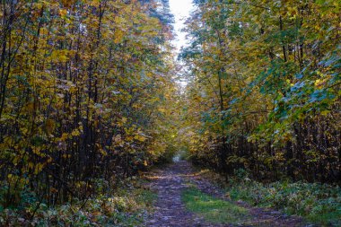 Sonbahar ormanlarında sabah güneşli yollarda güzel kırsal yollar.