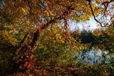 Sonbaharda çok renkli yapraklar. Sonbahar renklerinde ağaçlar ormanın kenarında.