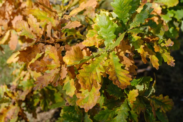 Flerfärgat Eklövverk Närbild Löv Förvandlas Till Höstfärger — Stockfoto