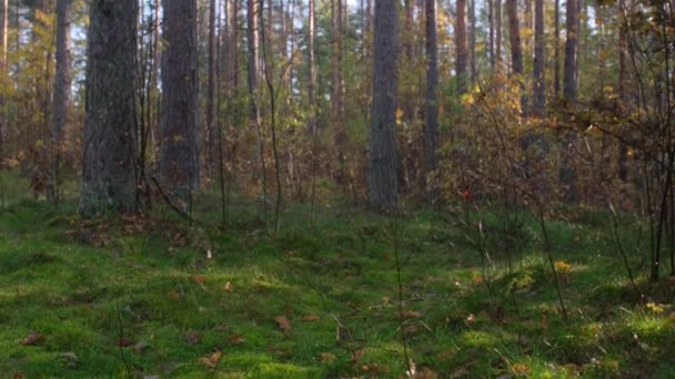 Piękny Poranek Misty Forest Promieniami Słońca Cienie Las Park Wieś — Wideo stockowe