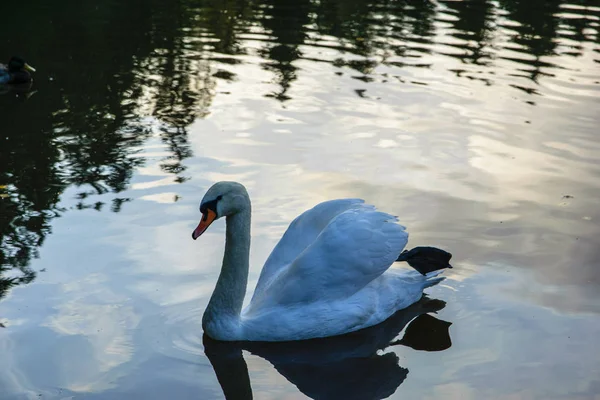 Ein weißer Schwan schwimmt auf der Oberfläche eines Sees in einem Stadtpark. — Stockfoto