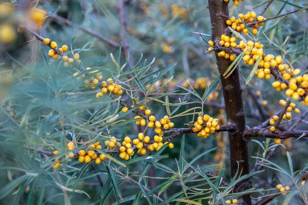 Beautiful sea buckthorn with small yellow berries in the summer. — Stock Photo, Image