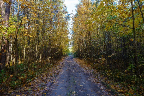 Belle route rurale dans les rayons du soleil dans la forêt d'automne le matin — Photo