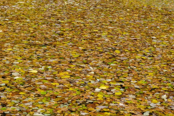 Gevallen geel gebladerte op het wateroppervlak in het park in — Stockfoto