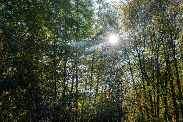 Οι ακτίνες του ήλιου περνούν μέσα από το δάσος. δασικές εκτάσεις — Φωτογραφία Αρχείου