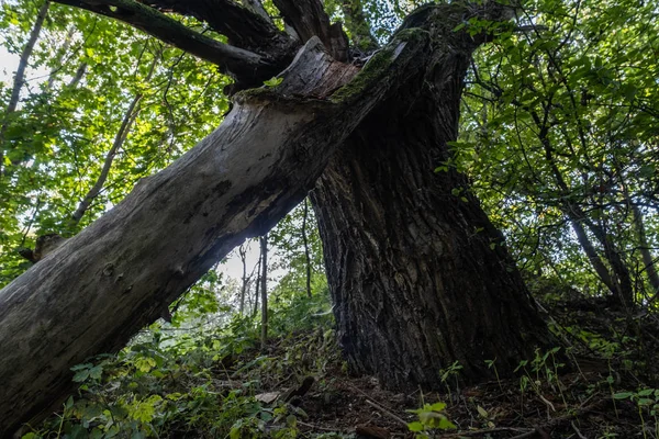Büyük yeşil kırık ağaç dalı. Güneşli bir yaz gününde kırılmış bir ağaç.