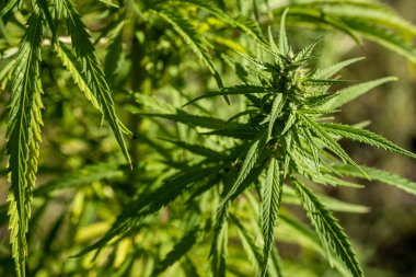 Tomurcukları filizlenen kenevir yeşili bitki dalı. Kenevir yakın plan. A