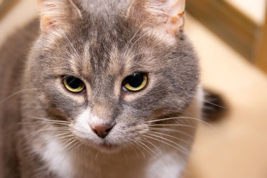Açık ahşap zeminde yatan yerli gri kedi. Gri yakın plan 
