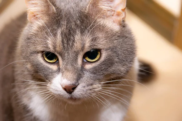 Açık ahşap zeminde yatan yerli gri kedi. Gri yakın plan 