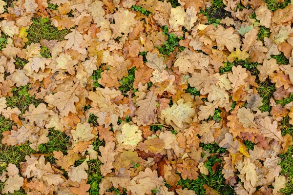 Gevallen gele herfstbladeren op groen gras op bewolkte dag. Octobe — Stockfoto