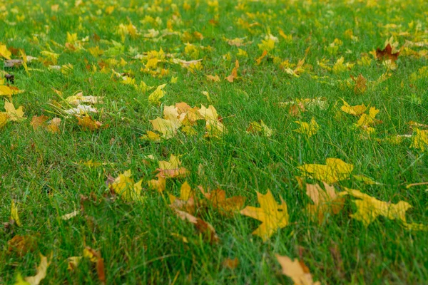 Geel gevallen bladeren op groen gras, herfst bladeren op de grond in — Stockfoto