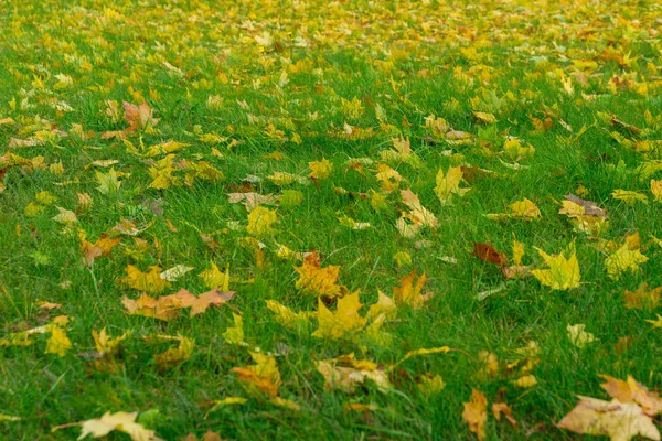 Geel gevallen bladeren op groen gras, herfst bladeren op de grond in — Stockfoto
