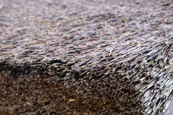 Close-up of aged gray roof made up from dried reed, perspective — 스톡 사진