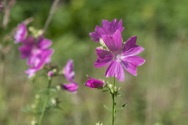 Bir yaz gününde yabani menekşe çiçekleri, Pembe malva kapanıyor
