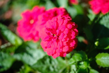Pelargonium dansçısı, bahçedeki dalda koyu bir gül.