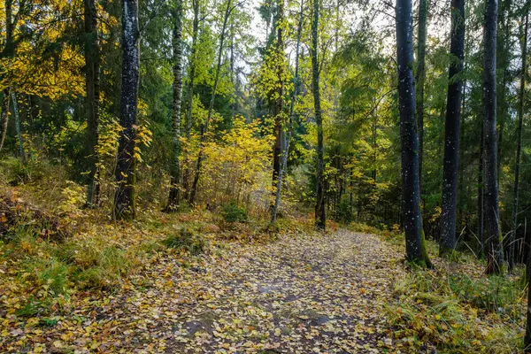 Egy ösvény egy sűrű fenyőerdőben. Ősz az erdőben, a roa — Stock Fotó