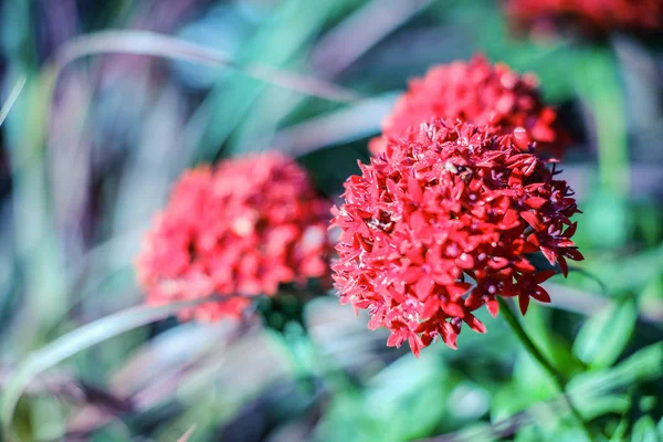 Bir Centranthus ruber, spri dalında kırmızı kediotu çiçekleri.