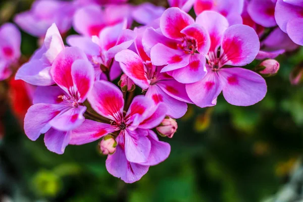 Bir pelargonyum, spri bahçesindeki dalda pembe sardunya.