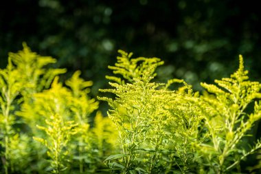 bir altın başak bitkisi, bitkisel hayatta olan türler
