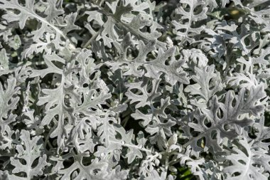 Bahçede Centaurea Sineraryası 'nın birçok gri yumuşak yaprakları var. Çiçek deseni.