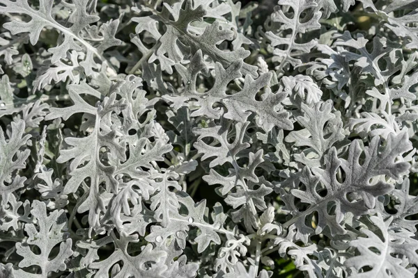 정원에는 우레우아 영화관의 회색부드러운 잎들이 — 스톡 사진