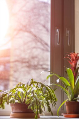 Kapalı alandaki saksılarda, güneş gören pencere pervazlarında. Bir grup farklı ev bitkisi..
