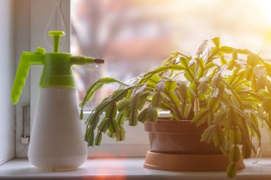 Spreyler ve kapalı alandaki bitkiler güneşin altında pencere eşiğinde. Bir grup farklı ev bitkisi..