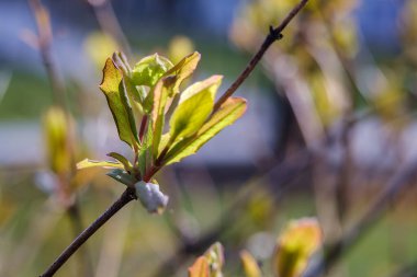 Genç yeşil ağaç ilkbaharın başlarında yapraklanır. Erken tomurcuklar. Ruh halini rahatlatmak için seçici ve yumuşak odak bulanıklığı ilham verici kavram.