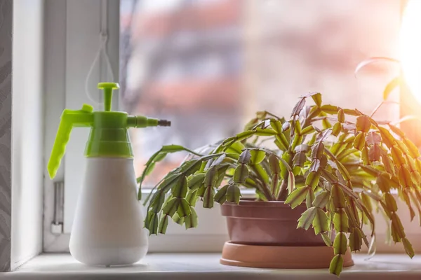 A green Christmas cactus houseplant on the windowsill. zygocactus in a brown pot. — Stock Image Green Christmas Cactus Houseplant Windowsill Zygocactus Brown Pot Stock Photo