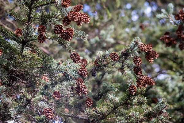 Ramos Verdes Pinheiro Com Muitos Cones Maduros Marrons Árvore Verde — Fotografia de Stock