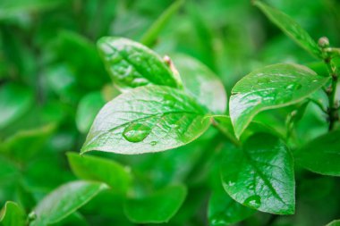 Çiy içindeki bir bitkinin taze yeşil yaprakları. Çalı yapraklarının üstüne yağmur damlaları düşer. Yeşillik yapısına yakın çekim.