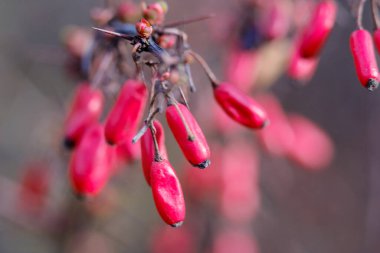 Çalıların üzerindeki dalda kırmızı böğürtlenlere yakın çekim. Taze olgun Berberis vulgaris meyveleri bulanık arka planda.