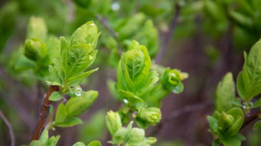 Çiy içindeki bir bitkinin taze yeşil yaprakları. Çalı yapraklarının üstüne yağmur damlaları düşer. Yeşillik yapısına yakın çekim.