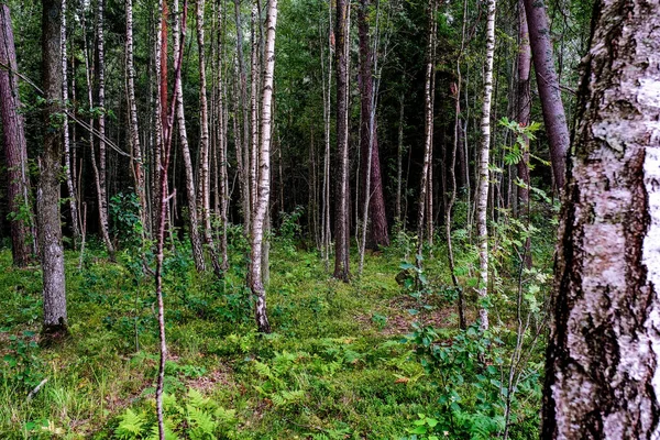 Nyári Táj Lombhullató Erdő Fehér Nyírfa Törzsek Egy Nyírfa Ligetben — Stock Fotó