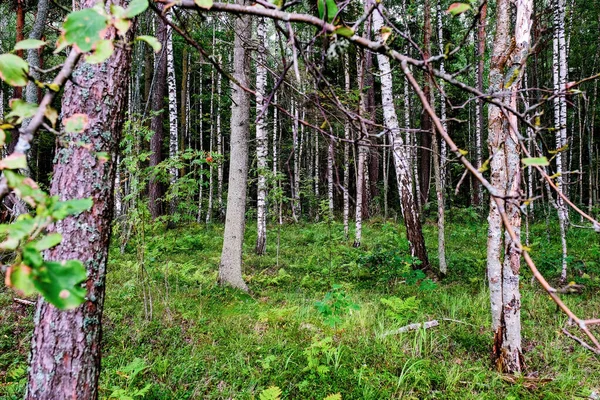Nyári Táj Lombhullató Erdő Fehér Nyírfa Törzsek Egy Nyírfa Ligetben — Stock Fotó