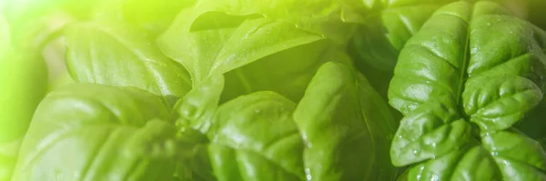 fresh basil leaves with sunbeams. Basil plant with green leaves.