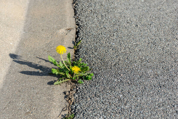 Yellow dandelion made its way through the asphalt. Nature in a city.