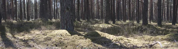 Panorama of Forest with long shadows in the rays of the day sun in summer. Summertime in the outdoor.