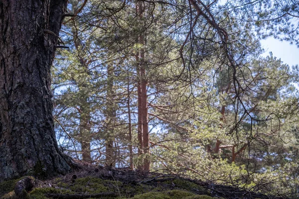 Lesní Borovice Stínu Jaře Ráno Kontrastní Borový Les — Stock fotografie