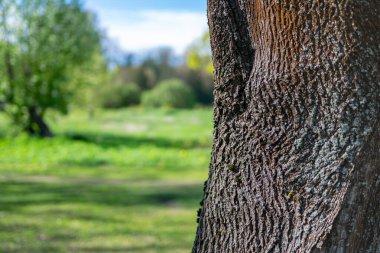 Güneşli bir günde bulanık yeşil bir parkı arka plan olarak kullanan şaşırtıcı ağaç kabuğu..