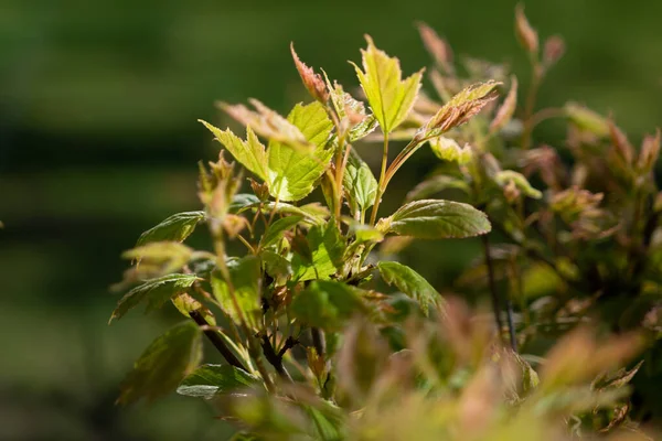 Fresh green leaves with sun rays in spring. young maple leaves on a branch.