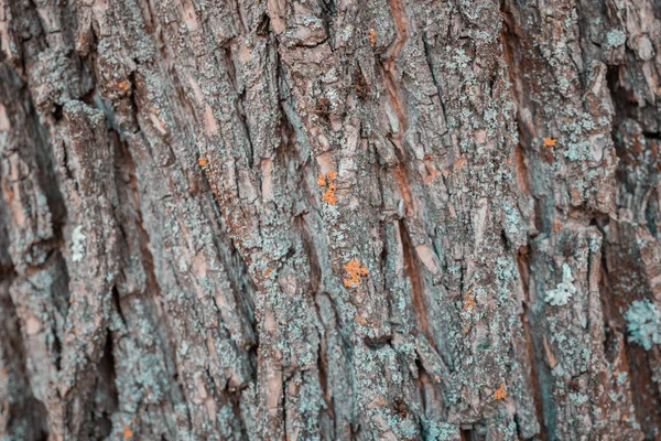 Closeup Old Beautiful Linden Bark City Park Bark Texture Pattern — Stock Photo, Image