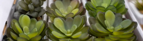 초록색 식물이야 시장에 — 스톡 사진