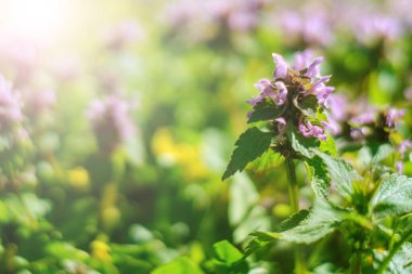 Şehir parkında bahar günü. Gündüz güneşinde kekik.