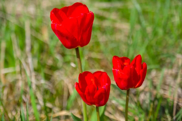 Drei Helle Scharlachrote Blumen Der Gartentulpe Auf Der Dekoration Des — Stockfoto