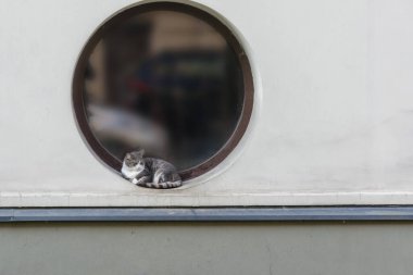 Sokak kedisi pencere eşiğinde dinleniyor. Beyaz bir duvarın yuvarlak penceresi.