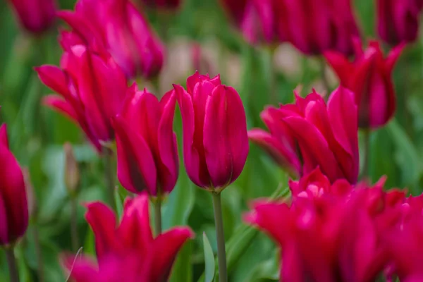 Nahaufnahme Roter Tulpenknospen Auf Grünem Hintergrund Feld Roter Tulpen Frühling — Stockfoto