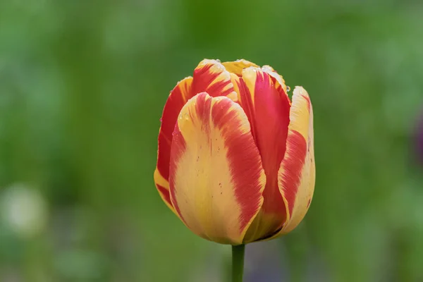 Крупный План Разноцветного Цветка Тюльпана Выборочным Акцентом Размытом Зеленом Фоне — стоковое фото