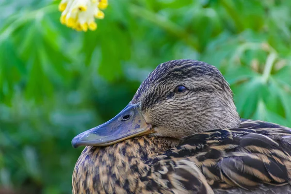 A closeup portrait of a wild duck\'s face in a city park.